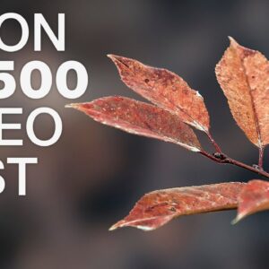 Nikon D3500 Video Test