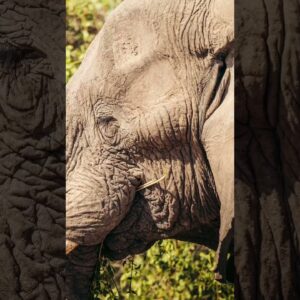 Safari Photography with the Sony 300mm F2.8 GM Lens