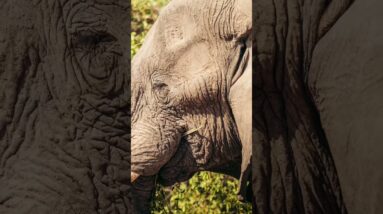 Safari Photography with the Sony 300mm F2.8 GM Lens